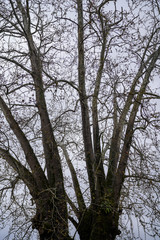 Looking up in Forest - Green Tree branches nature abstract. pine forest with blue sky and sunlight 