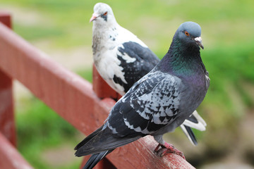 Two pigeons are sitting on the railing of the bridge and looking at each other, love story