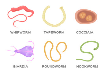 Human Parasite vector / hookworm whipworm tapeworm roundworm coccidia and giardia