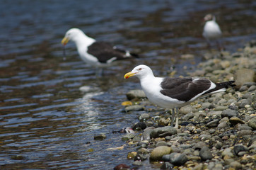 Kelp gull Larus dominicanus in the coast.