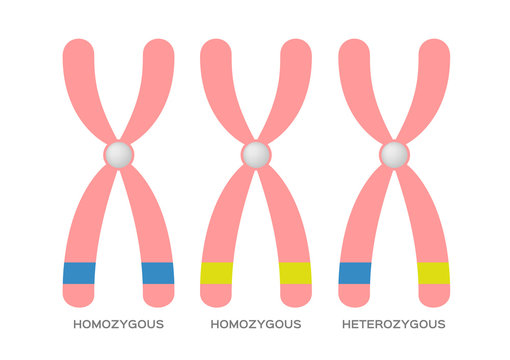 Homozygous and Heterozygous vector / DNA site