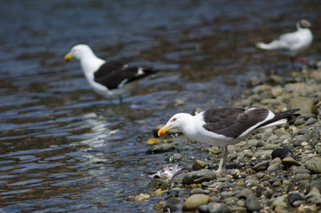 Kelp gull Larus dominicanus eating a fish.