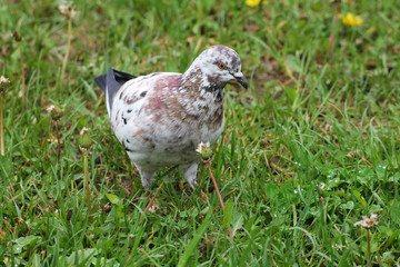 Summer morning. A beautiful pigeon collects worms for their children.