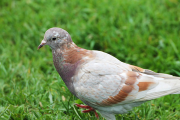 Spring morning. A beautiful white-brown pigeon hiding in the grass of a city park