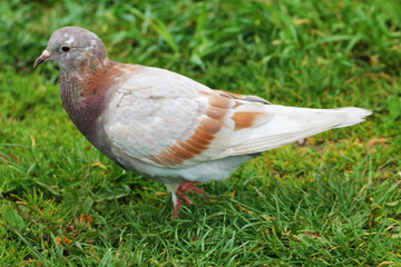 A beautiful white-brown pigeon hiding in the grass of a botanical garden.
