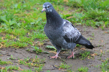 Summer morning a beautiful white-blue pigeon stands in the grass of a city park.