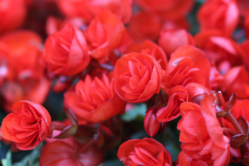 Red begonia flowers field blooming close up garden summer scenic background