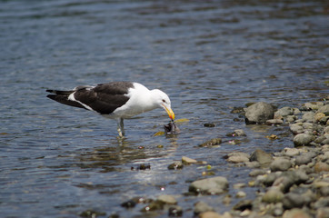 Kelp gull Larus dominicanus eating a fish.