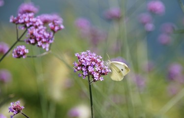 Schmetterling auf Blume