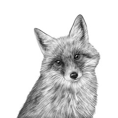 Cute hand drawn fox portrait. Nursery poster