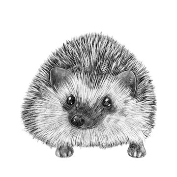 Cute hand drawn hedgehog portrait. Nursery poster