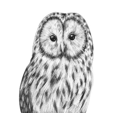 Cute hand drawn owl portrait. Nursery poster