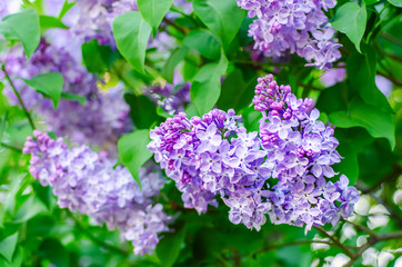 Fototapeta na wymiar Spring lilac flowers