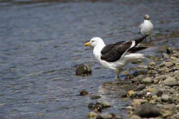 Kelp gull Larus dominicanus shaking its plumage.