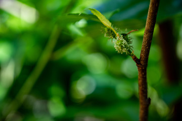 Raw Mulberry
