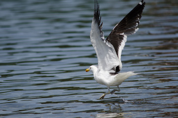 Kelp gull Larus dominicanus taking flight on the water.