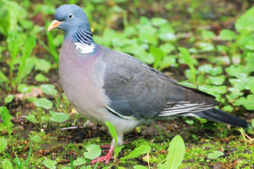 A beautiful turtle dove sting grass on a lawn in the forest.
