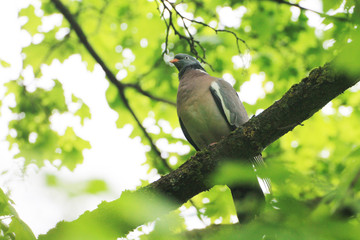 A beautiful turtle dove meets dawn in the forest.