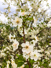 snow-white flowers on a cherry tree. flowering cherry tree in spring
