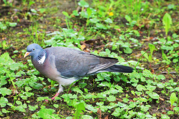 Obraz premium Turtle dove (Streptopelia turtur)s on a tree branch in the forest