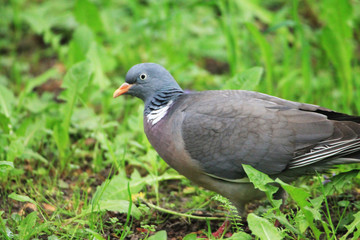 Turtle dove walking in high grass thickets in a dark forest