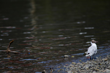 Brown-hooded gull preening and anchor to the left.