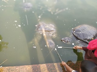 People who eat pond turtles.