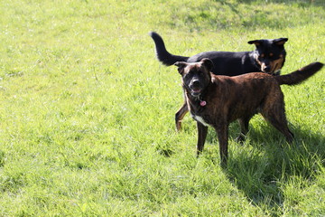 Zwei Hunde spielen und toben auf einer Wiese