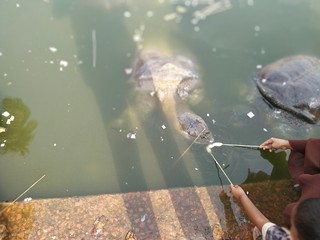 People who eat pond turtles.