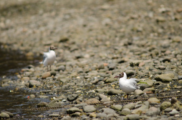 Brown-hooded gulls Chroicocephalus maculipennis in the coast.
