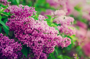 Spring lilac flowers