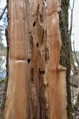  Das Innere eines abgebrochenen Baumes.