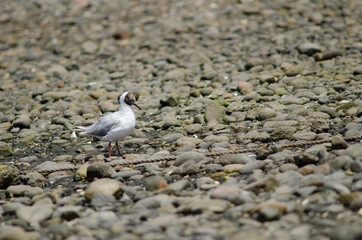 Brown-hooded gull Chroicocephalus maculipennis in the coast.