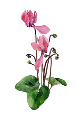 A small bouquet of watercolor pink cyclamen - obrazy, fototapety, plakaty