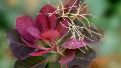 Branch with the dark red leaves and a small part of the inflorescence of plant with called Cotinus coggygria of variety Royal Purple on a blurred background with selective focus.