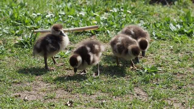 S&uuml;&szlig;e Nilgans-k&uuml;ken auf Nahrungssuche (Alopochen aegyptiaca)