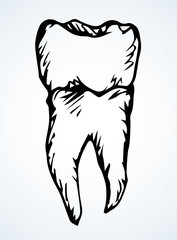 The layout of tooth. Vector drawing