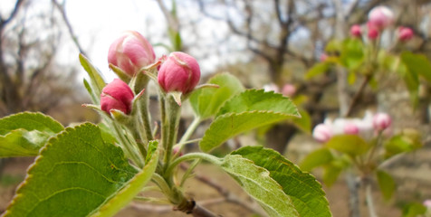 Pink blossom of a tree apple tree in a city park on a spring day. delicate flowers of apple trees, beautiful flowers on the garden