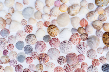 overhead shot of colorful shells