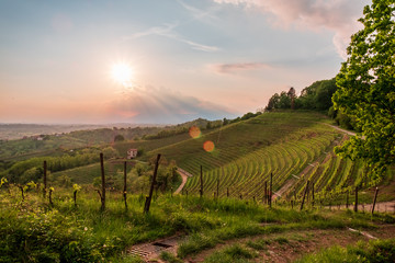 Naklejka premium Evening storm in the vineyards