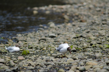 Brown-hooded gulls Chroicocephalus maculipennis in the coast.