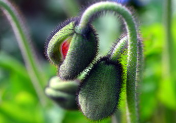 Verschlungende Mohnknospen