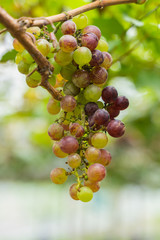 Vineyards in autumn harvest. Ripe grapes in fall