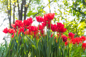 Obraz premium Tulip flower background, Colorful tulips meadow nature in spring, close up