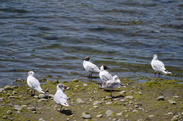 Adults and juveniles of brown-hooded gulls Chroicocephalus maculipennis.
