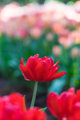 Obraz premium Tulip flower background, Colorful tulips meadow nature in spring, close up