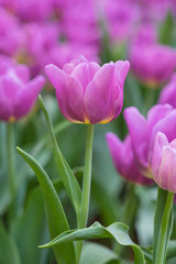Obraz premium Tulip flower background, Colorful tulips meadow nature in spring, close up