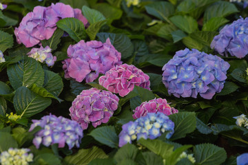 field of beautiful flower at garden 

