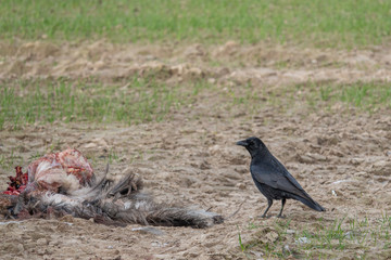 raven stands beside the carcass of a nandus in a field