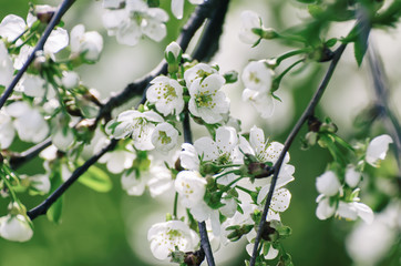 Cherry flowers frame